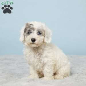 Leo, Miniature Poodle Puppy